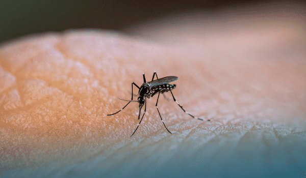 Prevenção contra o mosquito Aedes aegypti é sempre a melhor solução