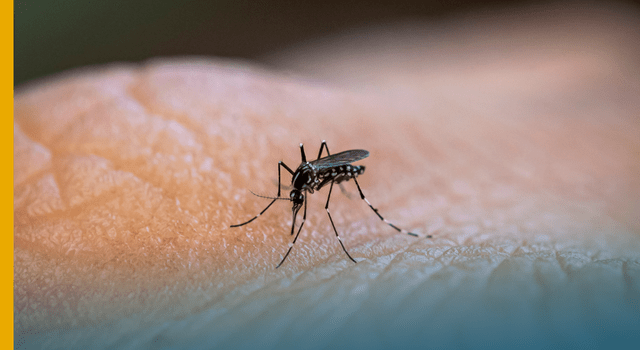 Prevenção contra o mosquito Aedes aegypti é sempre a melhor solução